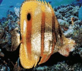 H-DMA Fish Demo (PD) Rom